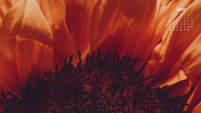 Floral June 2023 Calendar Wallpaper -extreme close up of orange flower