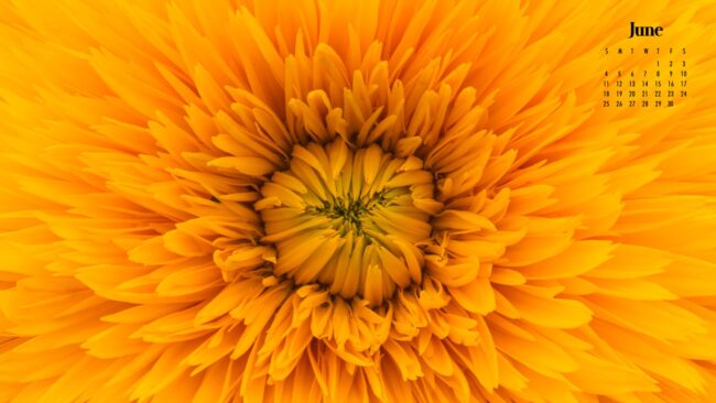 extreme close up of yellow flower petals