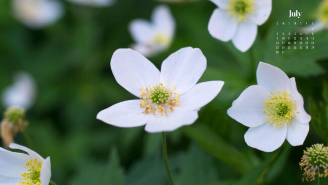 Flower July 2023 Calendar Wallpaper