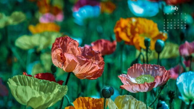 Flower July Wallpaper