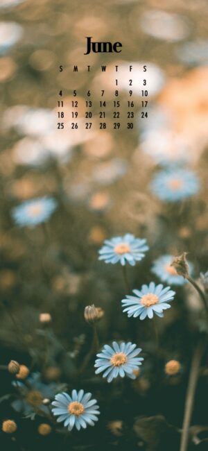daisies in a field