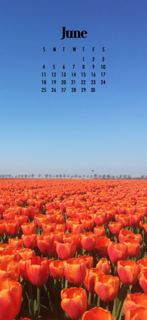 Orange tulips in the field
