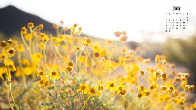 July Flowers Wallpaper