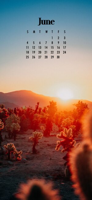 June Flowers Wallpaper desert flowers in the sunset