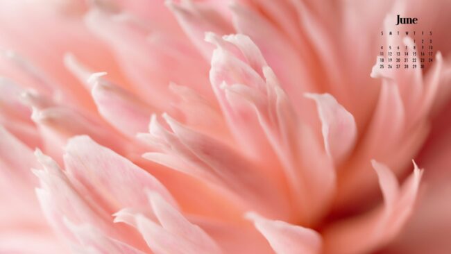 June Flowers Wallpaper pink