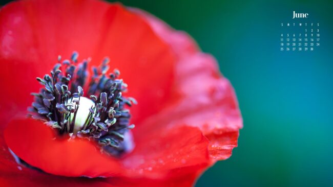 close up of a poppy