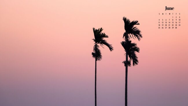 June Wallpaper 2023 palm tree silhouette against sunset