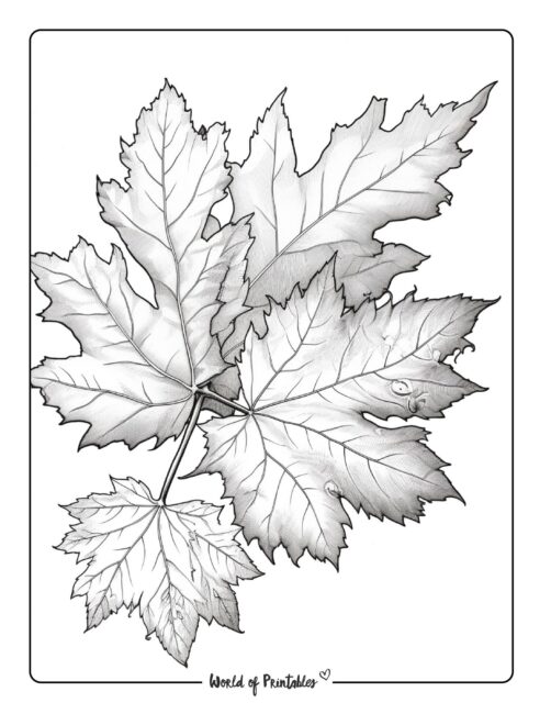 Fall Coloring Page 53