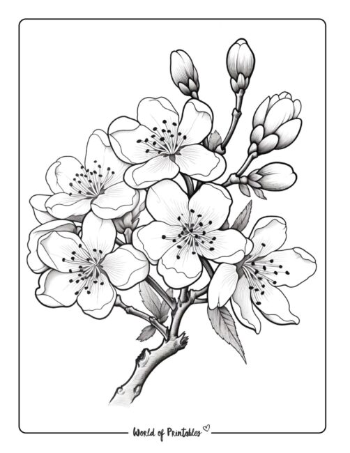 Flower Coloring Page 34