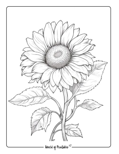 Flower Coloring Page 46