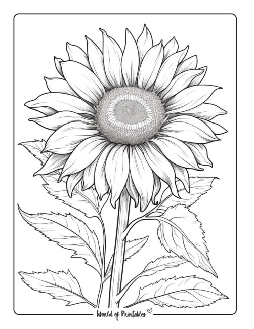 Flower Coloring Page 47