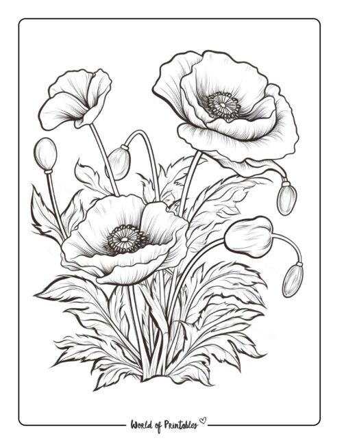 Flower Coloring Sheet 35