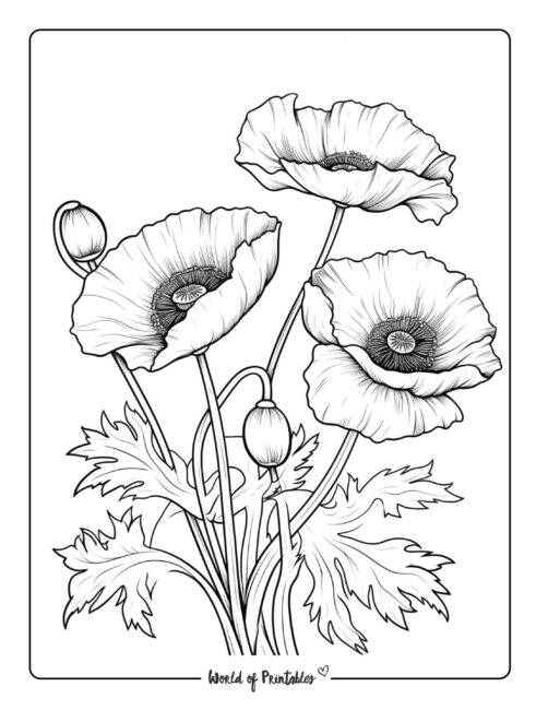 Flower Coloring Sheet 37