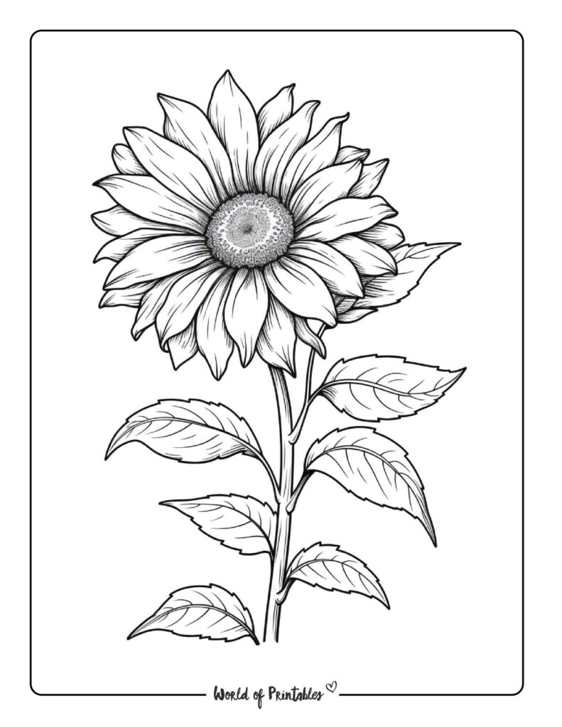 230 Best Flower Coloring Pages For Kids & Adults