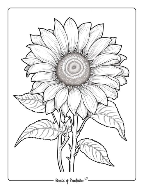 Flower Coloring Sheet 57
