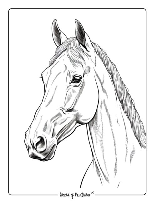 Horse Coloring Page 73