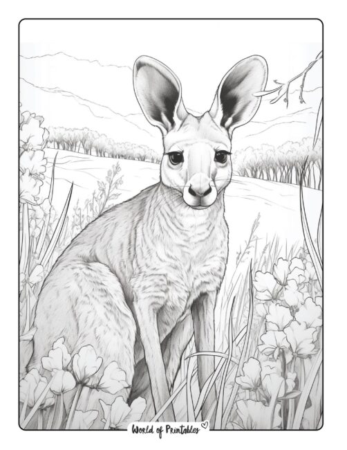 Kangaroo Coloring Page 28