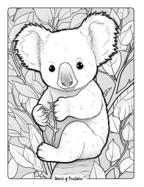 Koala Coloring Page 25