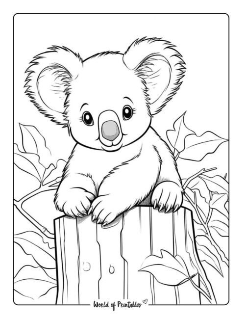 Koala Coloring Page 33
