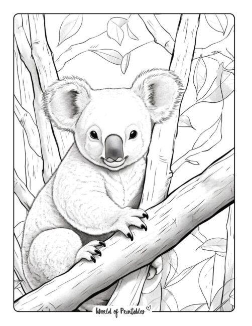 Koala Coloring Page 62