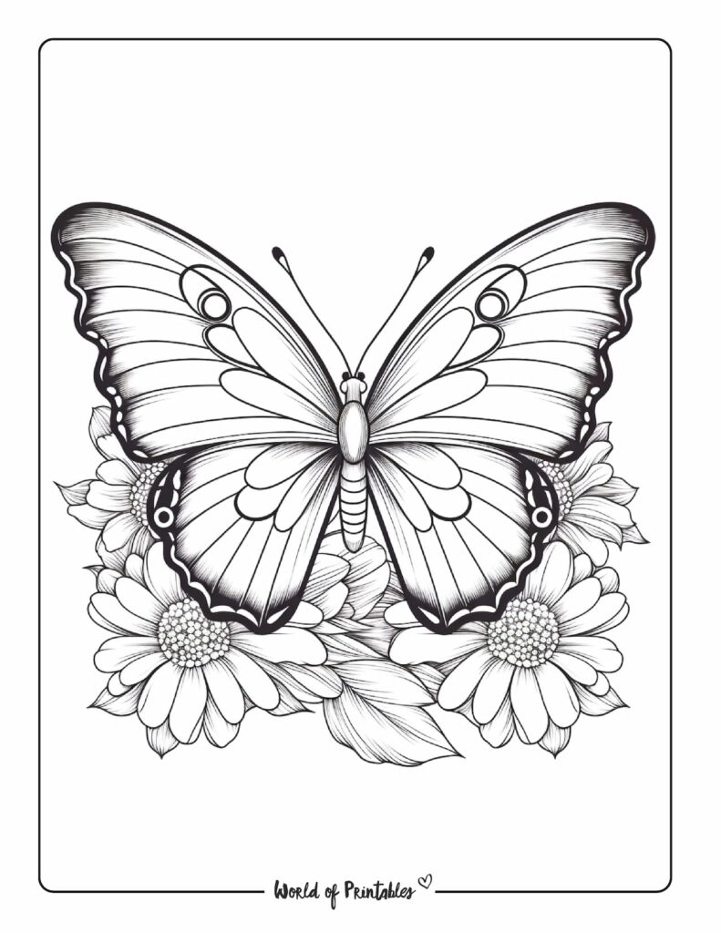 butterfly coloring page-25