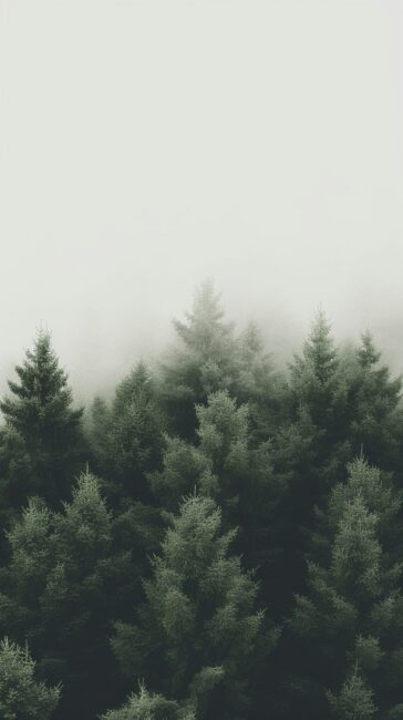 Forest Simple Wallpaper