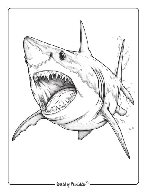 Shark Pictures To Coloring Pages Shark Pictures To Coloring Pages