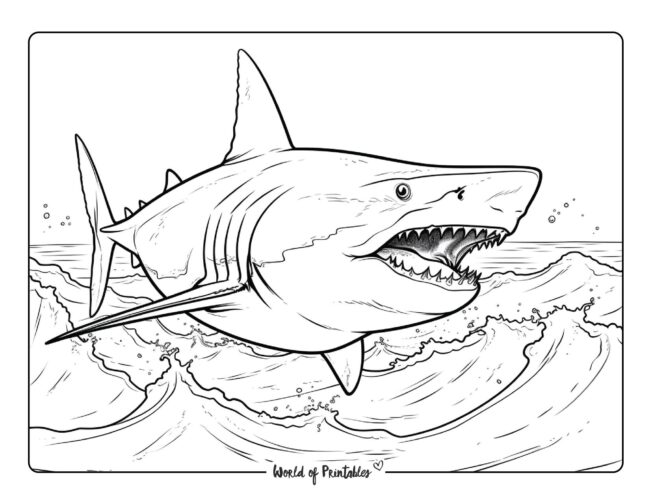Shark Coloring Sheet 25