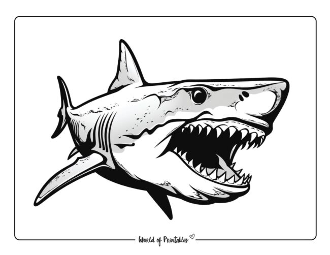 Shark Coloring Sheet 26