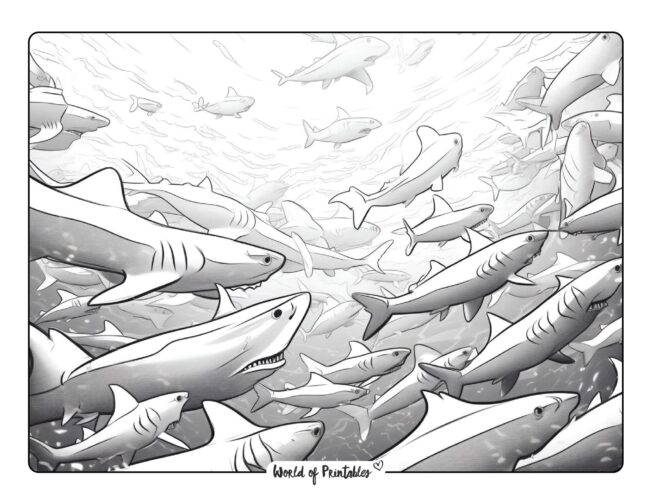 Shark Coloring Sheet 36