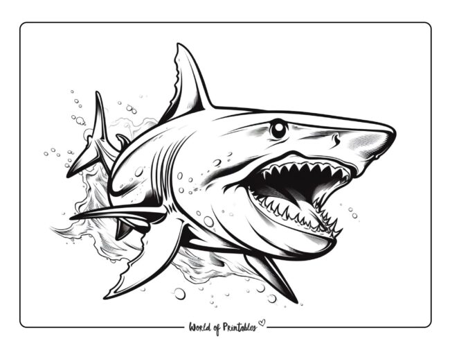 Shark Coloring Sheet 41