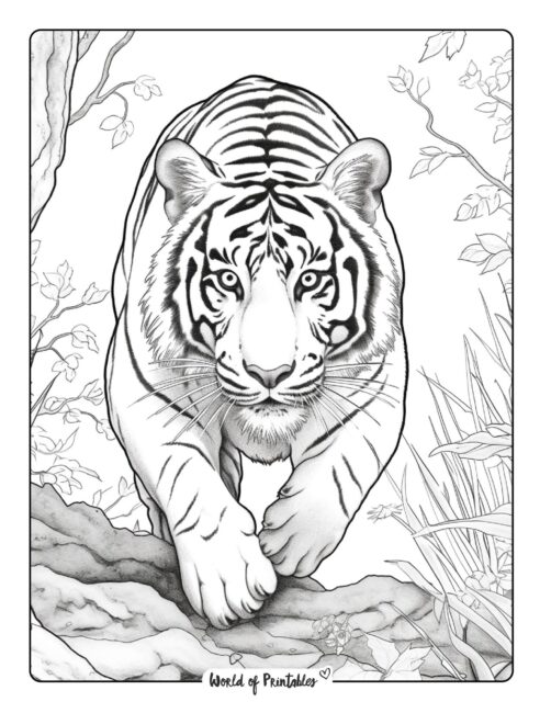 Tiger Coloring Page 10