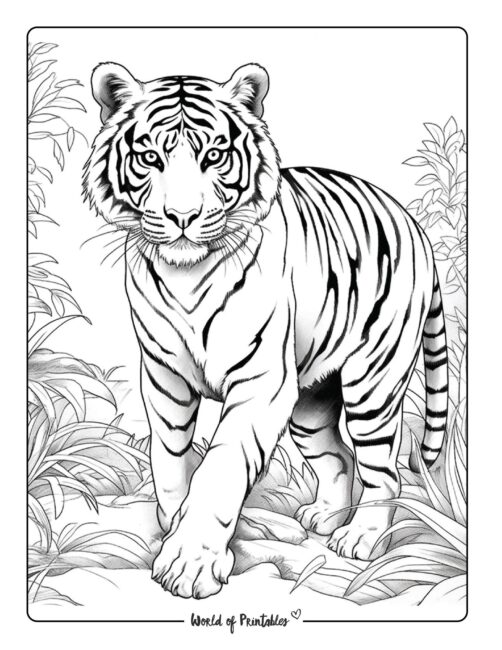 Tiger Coloring Page 35