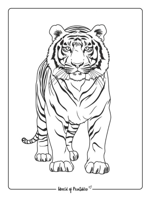 Tiger Coloring Page 37