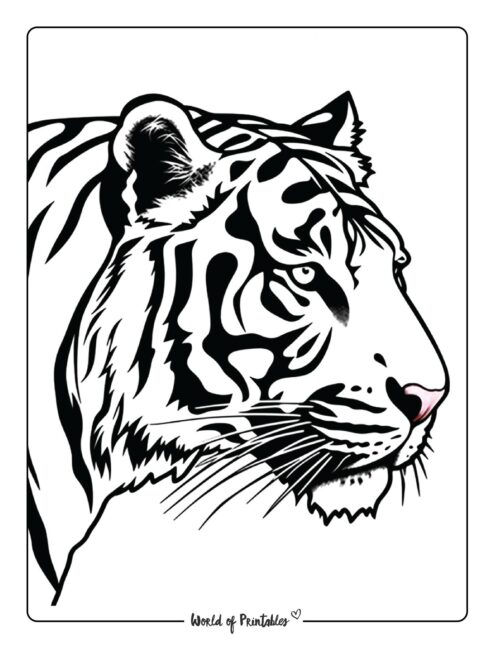 Tiger Coloring Page 54