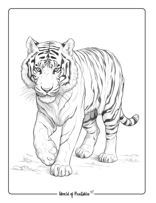 Tiger Coloring Page 7