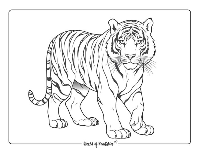Tiger Coloring Sheet 4