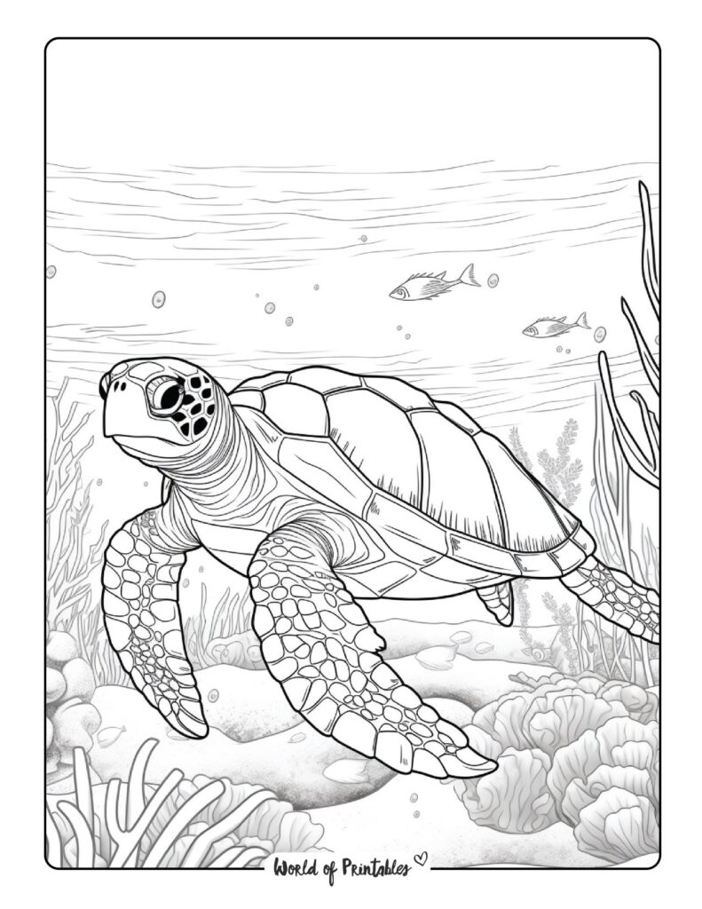 Turtle Coloring Pages For Kids & Adults - World of Printables