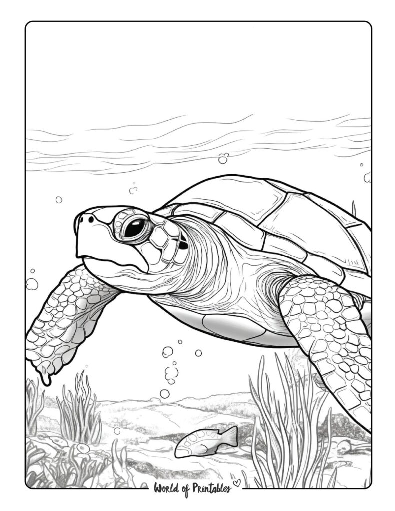 Turtle Coloring Pages For Kids & Adults - World of Printables