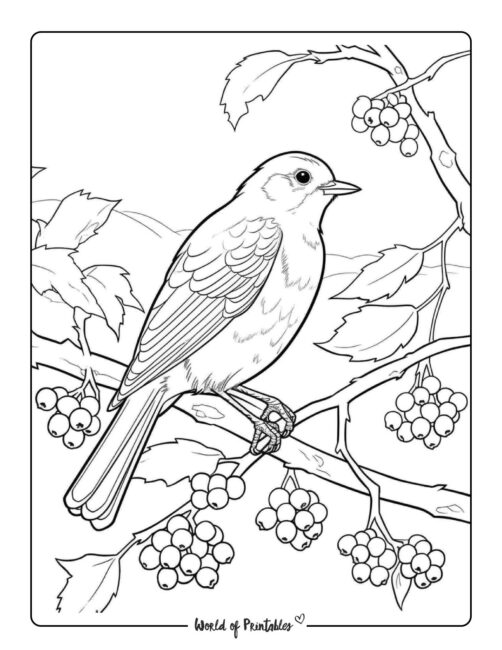 Winter Coloring Page - bird