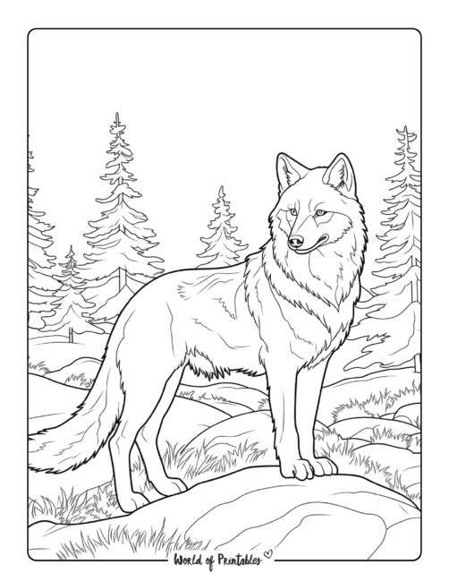 Wolf Coloring Page 3