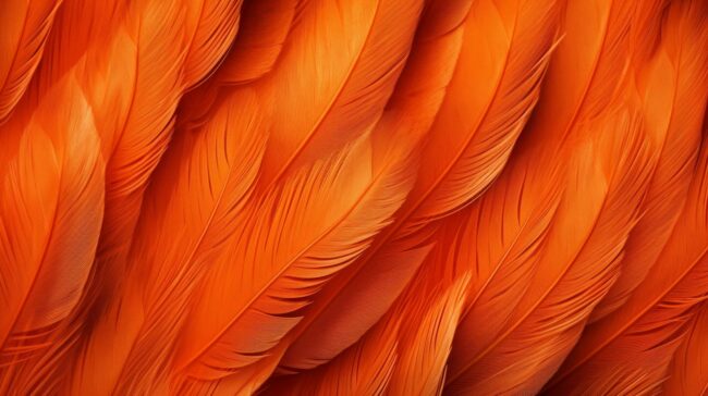 orange feather wallpaper