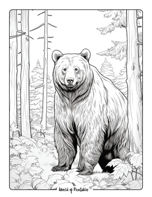 Bear Coloring Page 40
