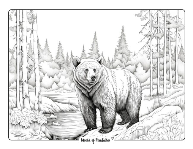 Bear Coloring Sheet 25