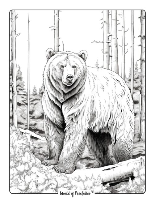 Bear in the Woods Coloring Page For Adults