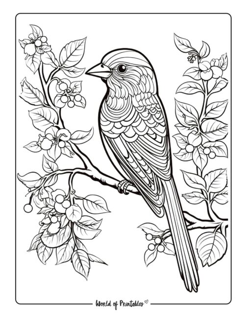 Bird Coloring Page 111
