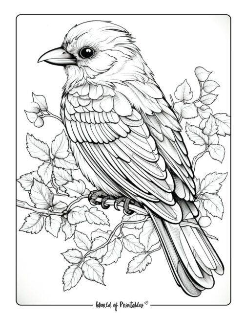 Bird Coloring Page 21