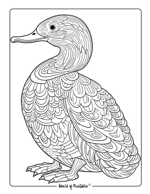 Bird Coloring Page 44