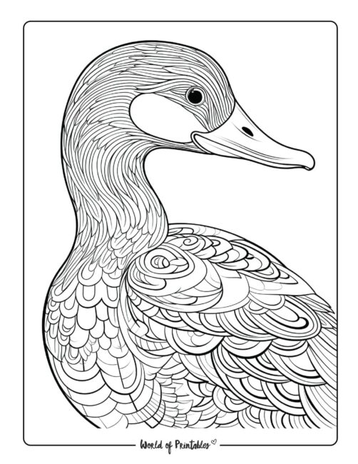 Bird Coloring Page 46