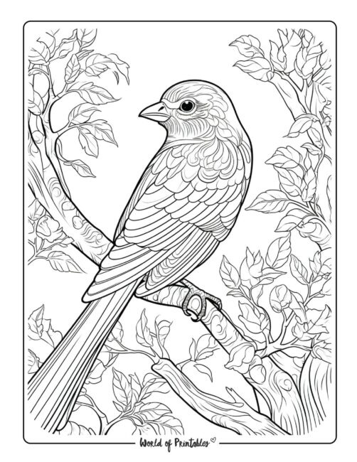 Bird Coloring Page 48